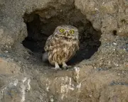 Neil the Seal, Pink Grasshopper, and Condors in Love: Week in Wildlife