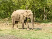 Nepal Man Loses Fourth Relative to Same Killer Elephant Dhurbe
