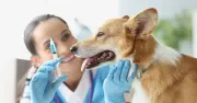 New £21 Cap on Vet Prescription Fees Announced in Industry Overhaul
