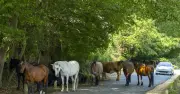 New Forest Ponies: Tradition Cancelled After Deadly Equine Flu Outbreak