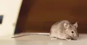 New Law in Scotland Bans Glue Traps with £40,000 Fine and Jail Time