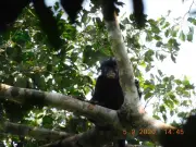 New Monkey Species with Duck-Like Lips and Burping Calls Found