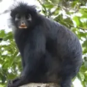 New Monkey Species with Orange Lips Discovered in Congo Rainforest