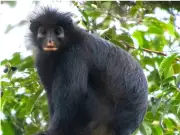 New Monkey Species With Orange Lips Discovered in DR Congo