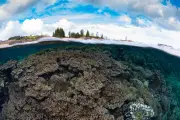 Norfolk Island's Unique Corals Face Triple Threat from Disease, El Niño, and Dredging