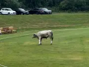 North East cricket match abandoned after bull storms pitch