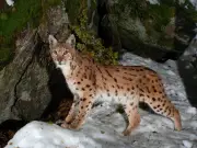 Northumberland councillors vote to oppose lynx reintroduction after heated debate
