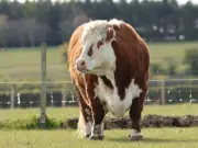 Northumberland Zoo mourns death of 12-year-old Red the cow