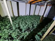 Northumbria Police Seize £1.5M Cannabis in Sunderland Raid