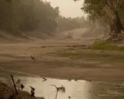 NSW River Restoration Plan in Doubt After Federal Funding Rejection
