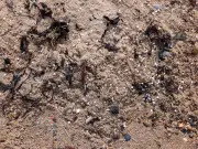 Nurdle beach clean times and locations in North East after Tyne spill
