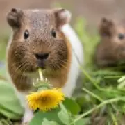 Off-grid couple breed guinea pigs 'as big as rabbits' for food in Wales