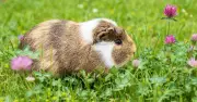 Off-Grid Couple Gets Approval to Breed Giant Guinea Pigs for Food