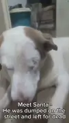 One-Eyed Cancer Survivor Dog Santa Seeks Loving UK Home After Abandonment
