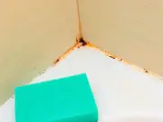 One Houseplant That Naturally Stops Bathroom Mould Growth