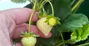 One Summer Task for Bountiful Strawberry Harvests: Tomato Food