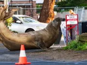 One-Tonne Seal Neil Crushes Cars, Could Face Euthanasia