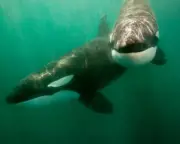 Orcas ramming sunfish until they explode may be playing game, scientists say