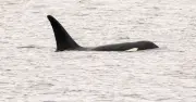 Orcas Sink Yacht Off Spain After Four Attacks in One Day