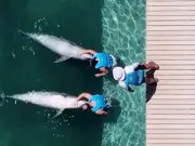 Outrage as Drone Footage Shows Dolphins in Shallow Hotel Pool