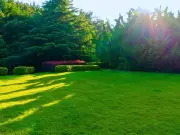 Overseed Your Lawn in July for Healthier, Weed-Free Grass