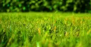 Overseed Your Lawn in July to Eliminate Weeds and Thicken Grass