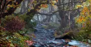 Padley Gorge Circular named UK's best walking trail with 9.87 score