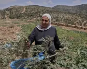 Palestinians Brace as Israeli Settlers Cement Gains Before Election