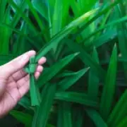 Pandan, the 'vanilla of Southeast Asia', set to become UK's next big food trend