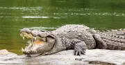 Parents of Boy Thrown into Crocodile Enclosure Issue Heartbreaking Update