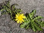 Patio weeds vanish with one cheap kitchen item, say five experts