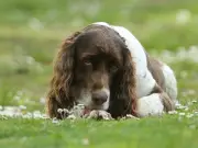 Paw Licking Could Signal Hay Fever in Dogs, Vet Warns