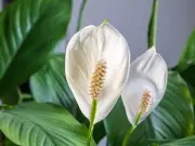 Peace Lilies Bloom Better in Summer with Rice Water