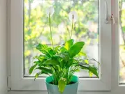 Peace Lilies Bloom for Years with Simple Banana Peel Fertiliser Trick
