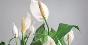 Peace Lily Blooming: Simple 2-Week Stress Reset Method
