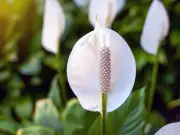 Peace Lily Blooming Trick: The Mild 'Stress Reset' Watering Method