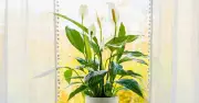 Peace Lily Care: Use Misting to Extend Flowering in Summer