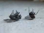 Peppermint Oil on Windowsills Stops Dead Flies: Simple Hack