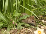 Peppermint Oil Repels Rats: Pest Expert Advice for Summer