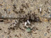 Pest Control Expert Shares Simple Flying Ant Removal Trick