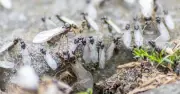 Pest Expert Reveals Chemical-Free Method to Remove Flying Ants from Home