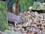 Pest Experts: Use Peppermint Oil to Deter Rats from Gardens