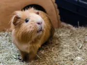 Pet owners urged to protect small animals from fatal heat this summer