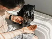 Pet Prescription Cap at £21 in Major UK Vet Reforms