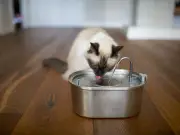 Pet Water Fountain Now 35% Off at Amazon: Dogs and Cats Thrilled