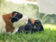 Petition to Ban Guinea Pig Meat in Wales Gains 3,500 Signatures