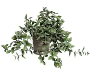 Pinch Out Trailing Plants for Bushier Growth: Houseplant Hack