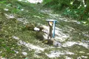 Pine marten kits filmed in Exmoor, first breeding evidence in successful reintroduction