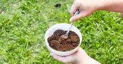 Place a Bowl of Coffee on Your Patio to Repel Pests Naturally