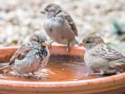 Place a Bowl of Water in Your Garden to Help Wildlife During UK Heatwave